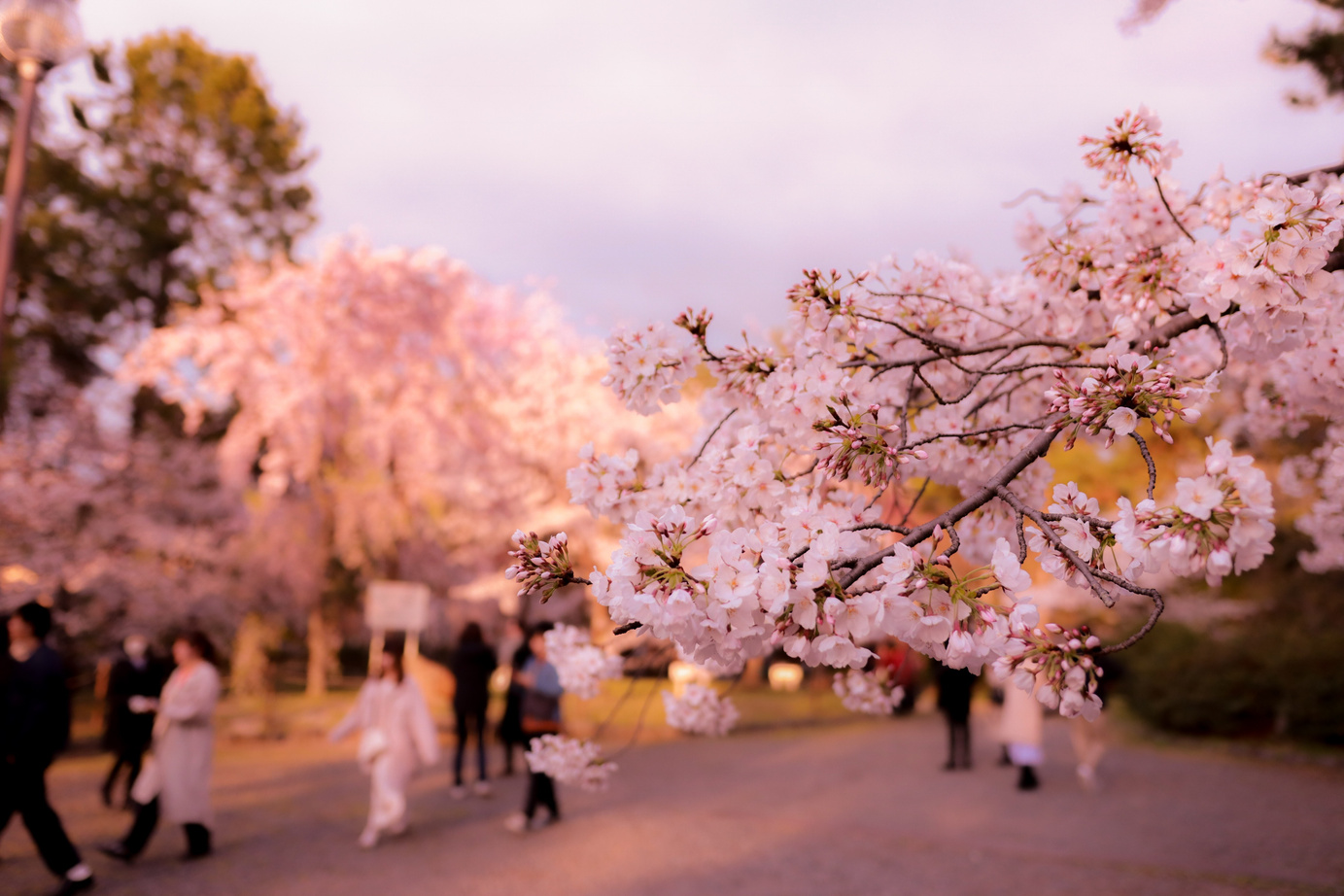 Hanami in Japan